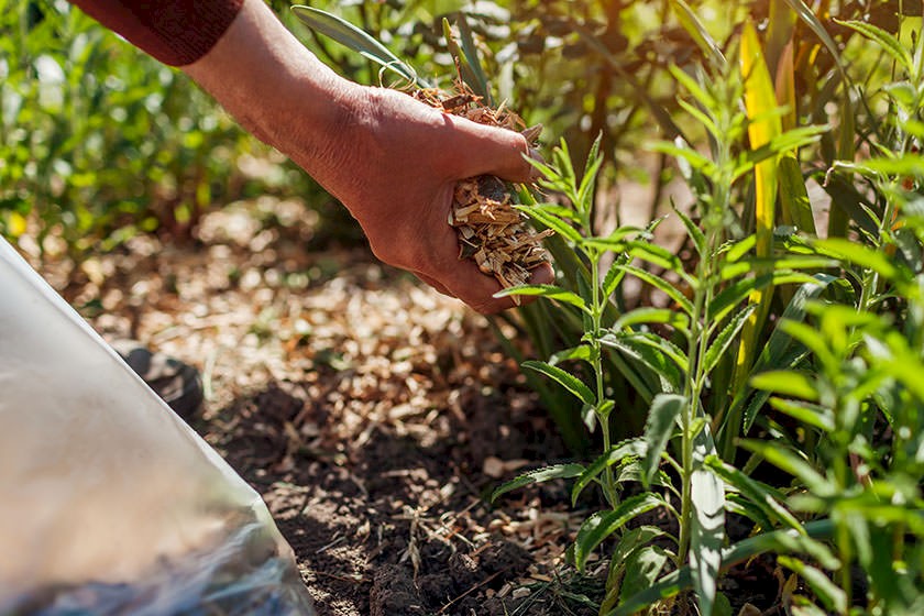 Gärtner pflegt Pflanzen mit zerkleinertem Holzmulch