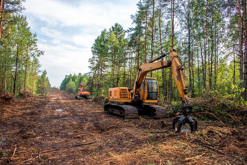 Bagger bei Rodungsarbeiten im Waldgebiet